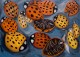 Twelve Dead Ladybugs (2007). 43" x 60". Oil on canvas.