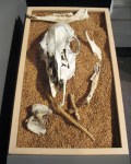 Harvest (2007). Cow skull, wheat kernels, wood box.