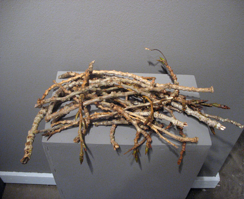 Plenty of Wood (2007). Cottonwood twigs.
